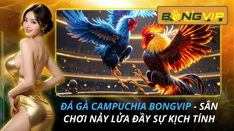 Đá Gà Campuchia - Sân Chơi Nảy Lửa Đầy Sự Kịch Tính Tại Bongvip 2026